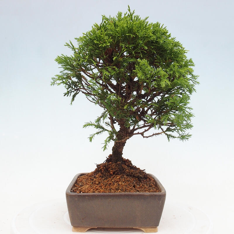 Vonkajší bonsai - Juniperus chinensis Itoigawa -Jalovec čínsky