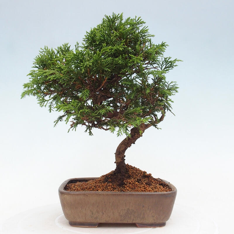 Vonkajší bonsai - Juniperus chinensis Itoigawa -Jalovec čínsky