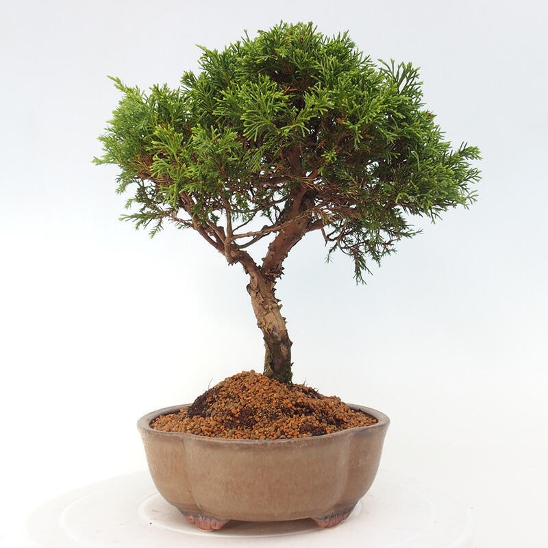 Vonkajší bonsai - Juniperus chinensis Itoigawa -Jalovec čínsky