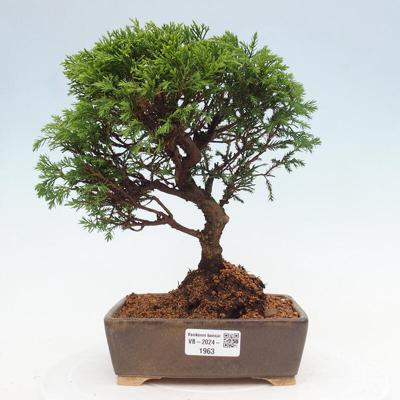 Vonkajší bonsai - Juniperus chinensis Itoigawa -Jalovec čínsky