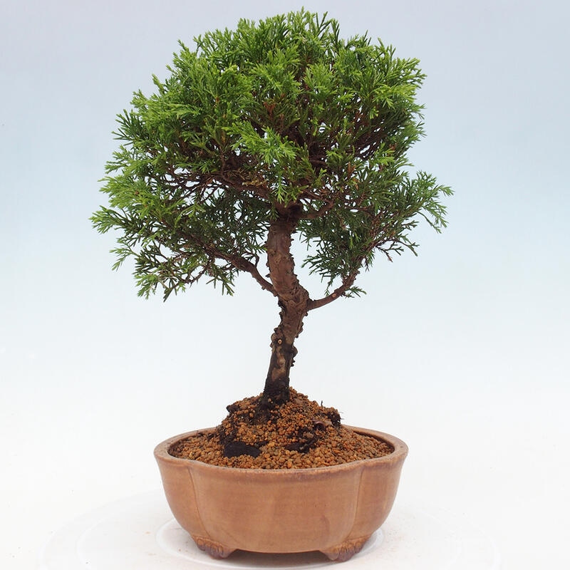 Vonkajší bonsai - Juniperus chinensis Itoigawa -Jalovec čínsky