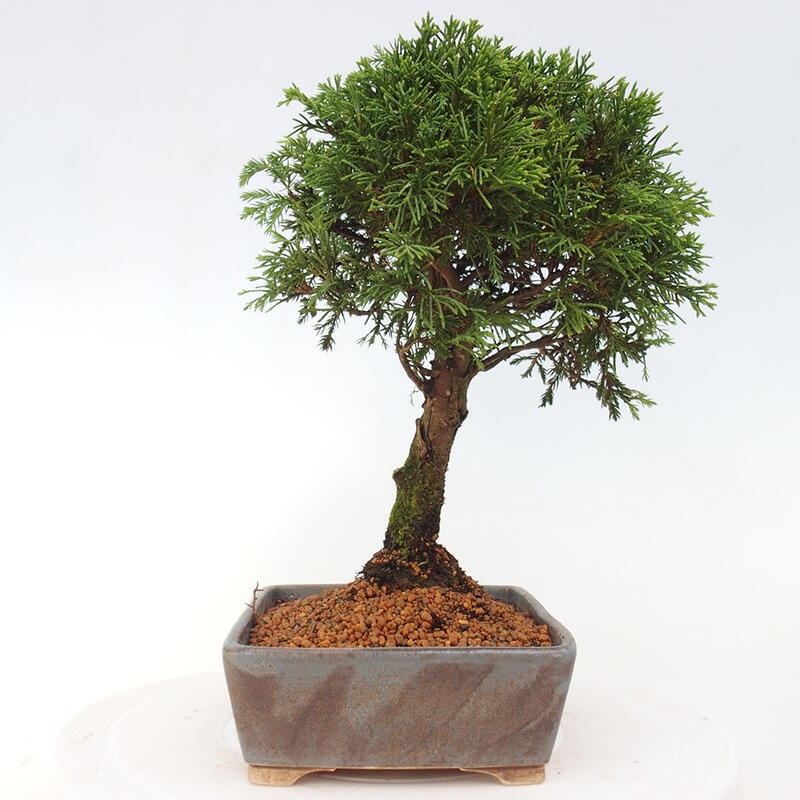 Vonkajší bonsai - Juniperus chinensis Itoigawa -Jalovec čínsky