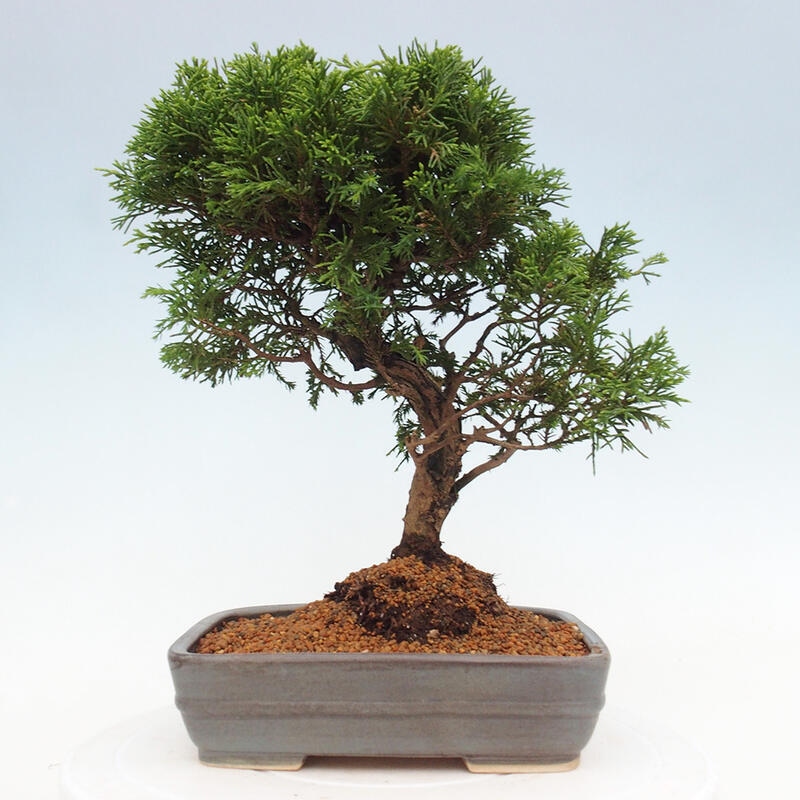 Vonkajší bonsai - Juniperus chinensis Itoigawa -Jalovec čínsky