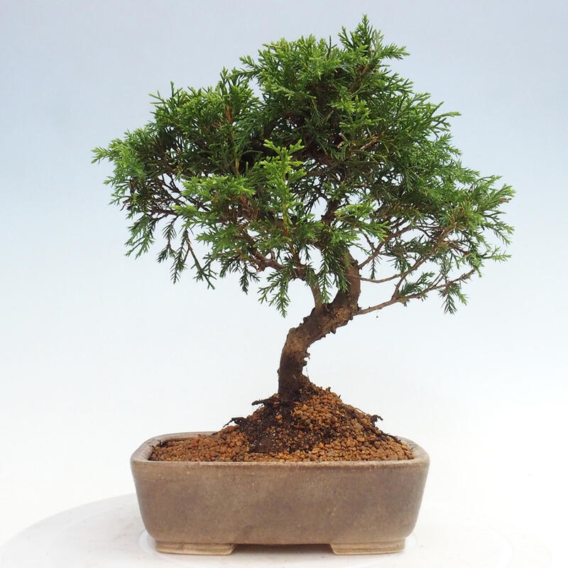 Vonkajší bonsai - Juniperus chinensis Itoigawa -Jalovec čínsky