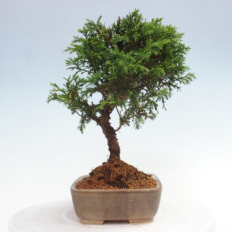 Vonkajší bonsai - Juniperus chinensis Itoigawa -Jalovec čínsky