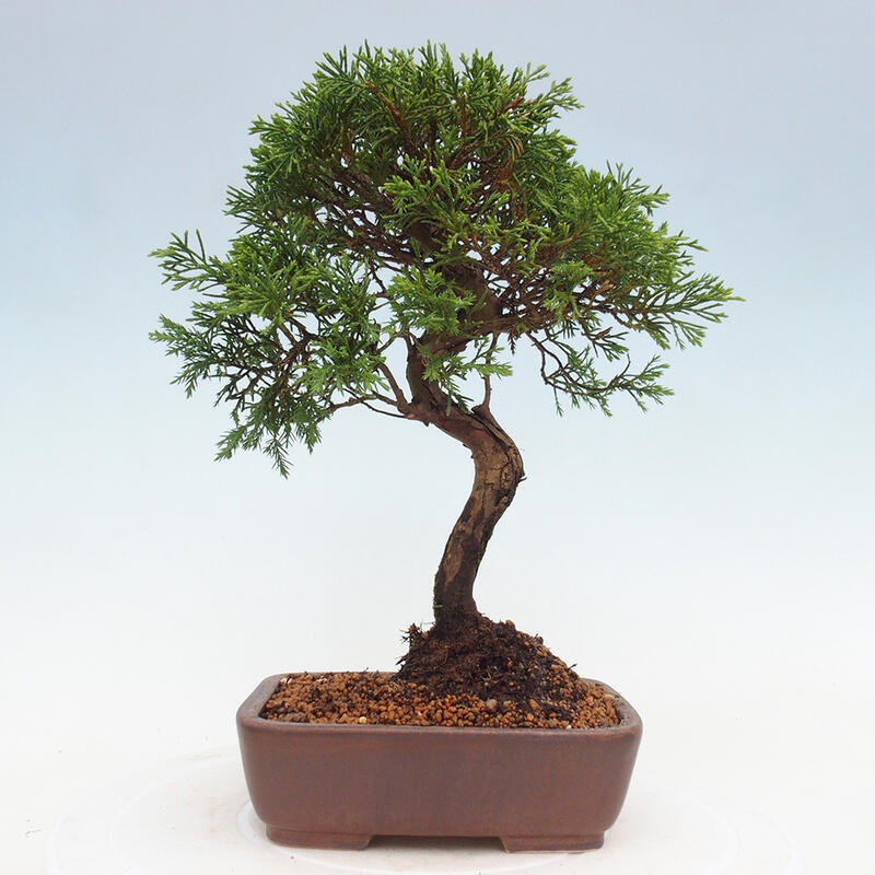 Vonkajší bonsai - Juniperus chinensis Itoigawa -Jalovec čínsky