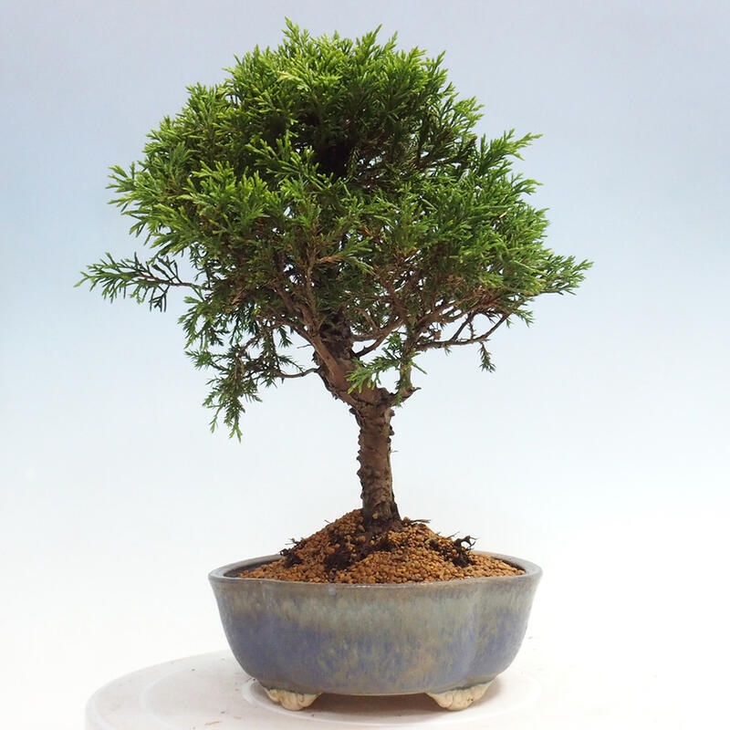 Vonkajší bonsai - Juniperus chinensis Itoigawa -Jalovec čínsky