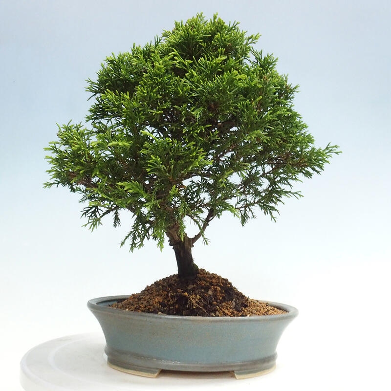 Vonkajší bonsai - Juniperus chinensis Itoigawa -Jalovec čínsky