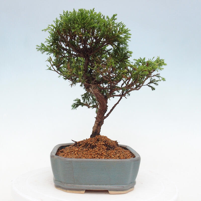 Vonkajší bonsai - Juniperus chinensis Itoigawa -Jalovec čínsky