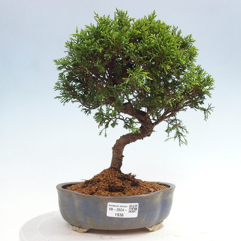 Vonkajší bonsai - Juniperus chinensis Itoigawa -Jalovec čínsky