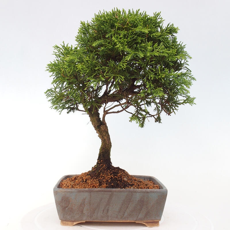 Vonkajší bonsai - Juniperus chinensis Itoigawa -Jalovec čínsky