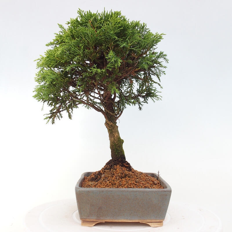 Vonkajší bonsai - Juniperus chinensis Itoigawa -Jalovec čínsky
