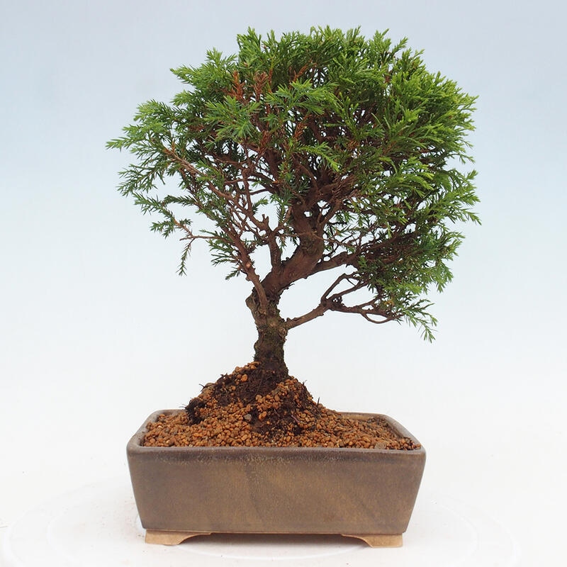 Vonkajší bonsai - Juniperus chinensis Itoigawa -Jalovec čínsky