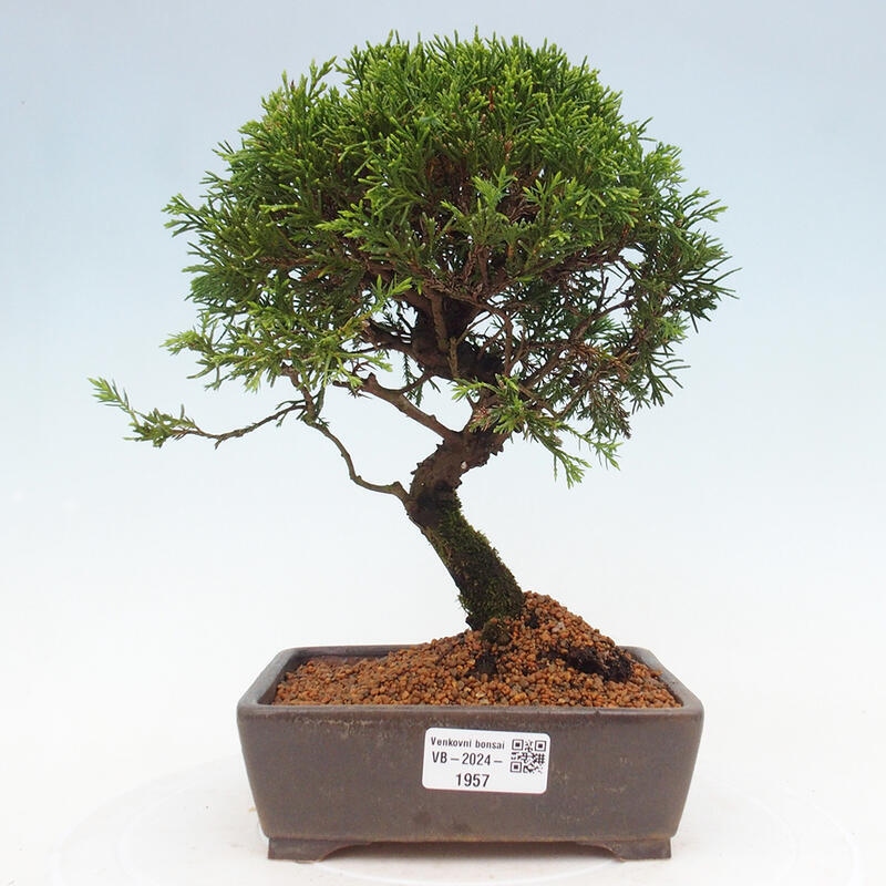 Vonkajší bonsai - Juniperus chinensis Itoigawa -Jalovec čínsky