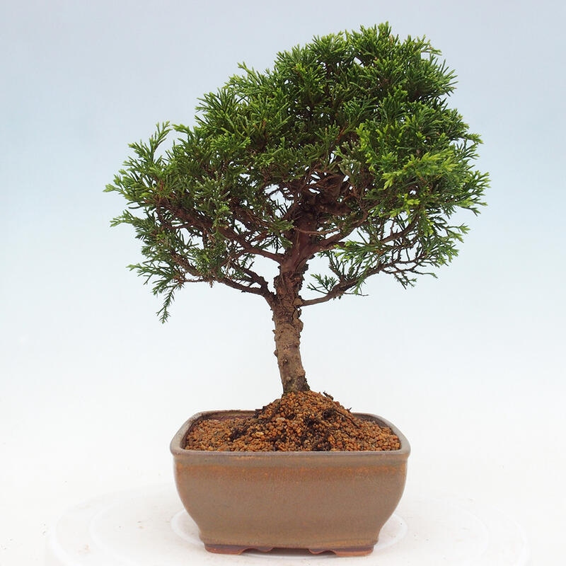 Vonkajší bonsai - Juniperus chinensis Itoigawa -Jalovec čínsky
