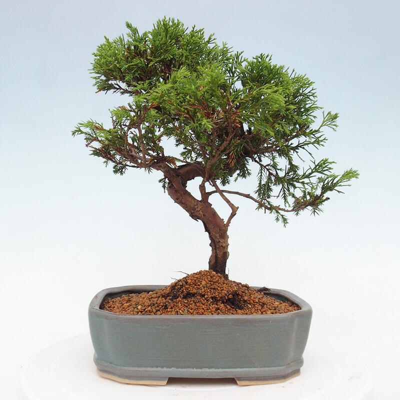 Vonkajší bonsai - Juniperus chinensis Itoigawa -Jalovec čínsky