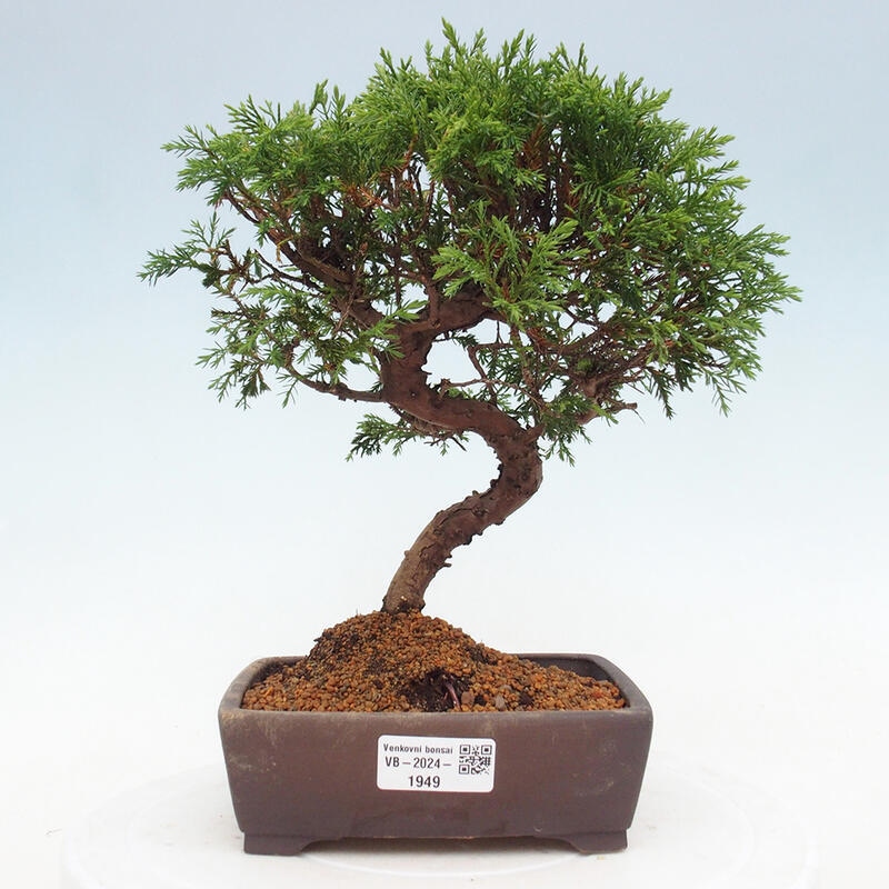 Vonkajší bonsai - Juniperus chinensis Itoigawa -Jalovec čínsky