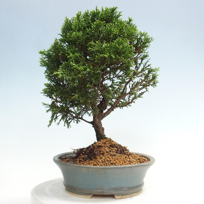 Vonkajší bonsai - Juniperus chinensis Itoigawa -Jalovec čínsky