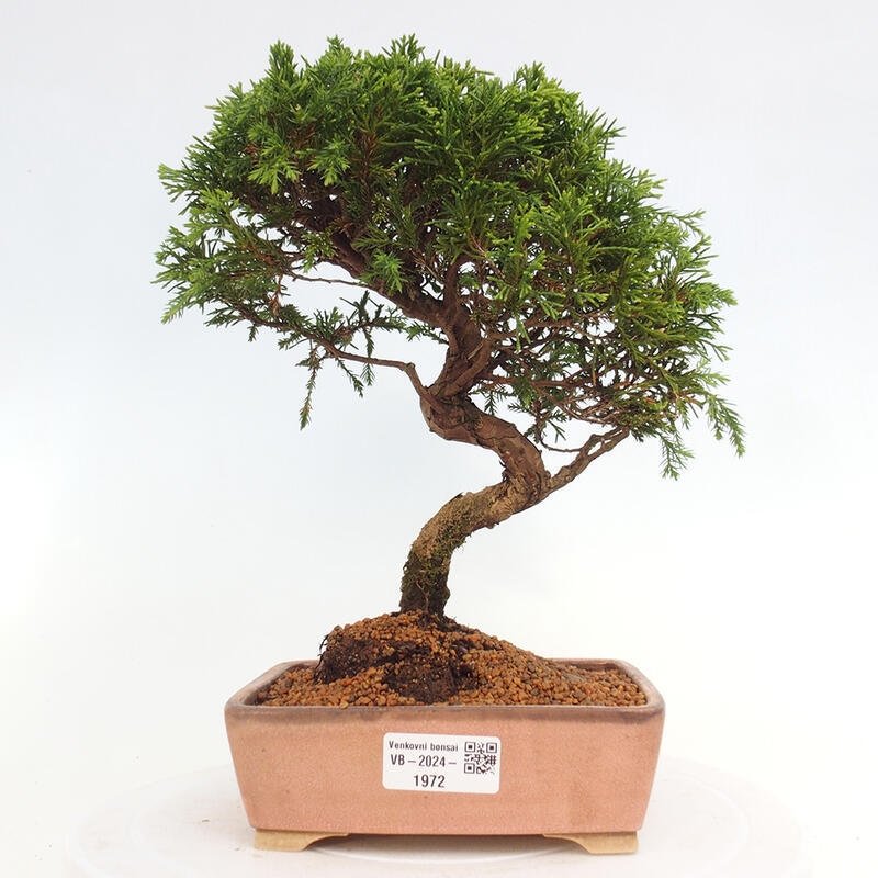 Vonkajší bonsai - Juniperus chinensis Itoigawa -Jalovec čínsky