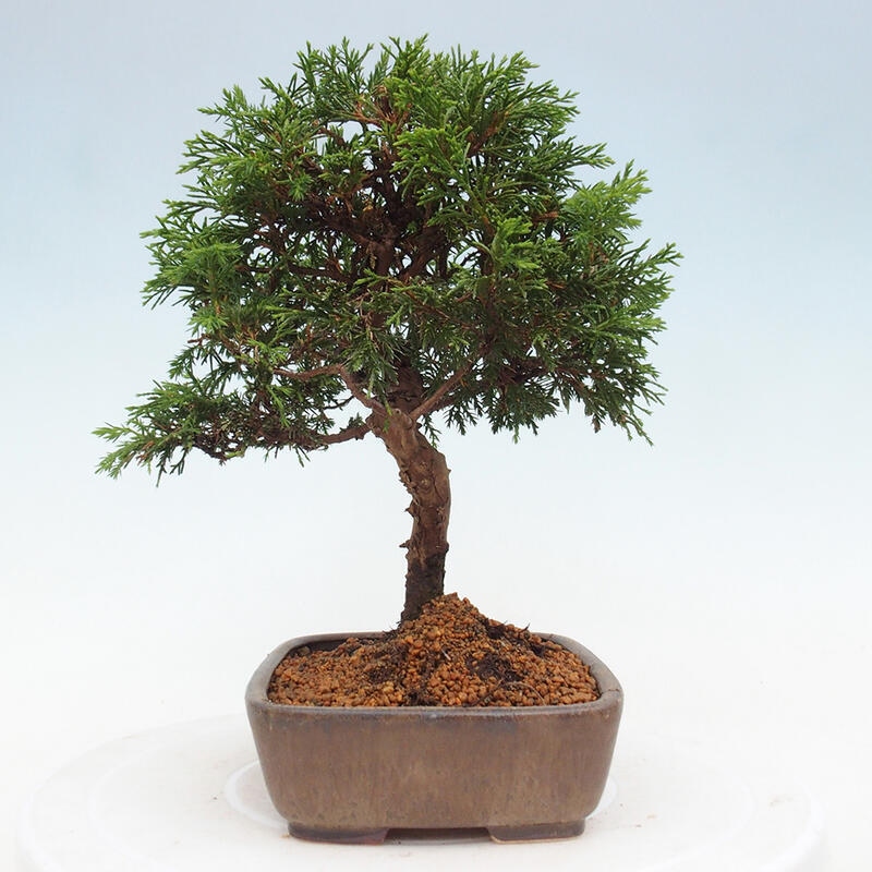 Vonkajší bonsai - Juniperus chinensis Itoigawa -Jalovec čínsky