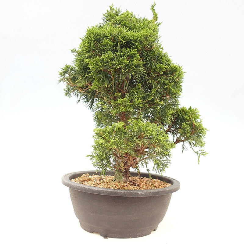 Vonkajšie bonsai - Juniperus chinensis Itoigawa-Jalovec čínsky