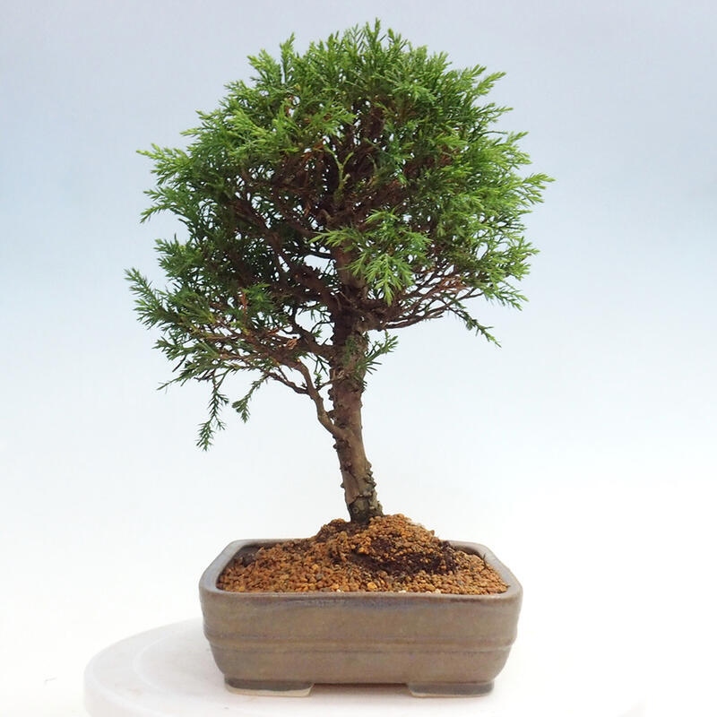 Vonkajší bonsai - Juniperus chinensis Itoigawa -Jalovec čínsky