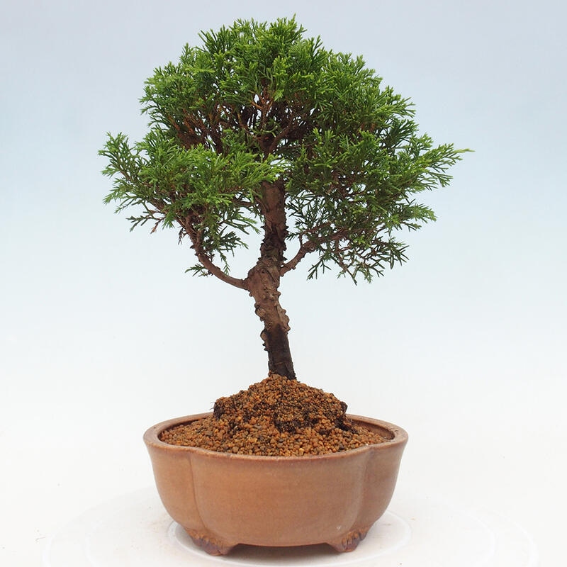 Vonkajší bonsai - Juniperus chinensis Itoigawa -Jalovec čínsky