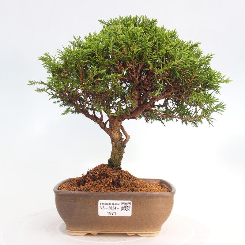 Vonkajší bonsai - Juniperus chinensis Itoigawa -Jalovec čínsky