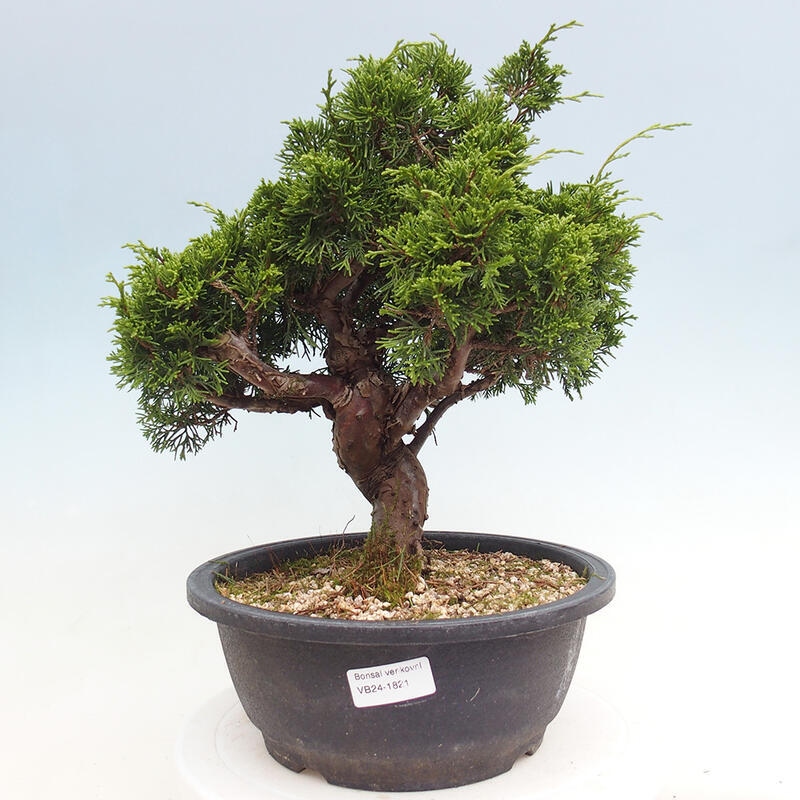 Vonkajší bonsai - Juniperus chinensis Itoigawa -Jalovec čínsky