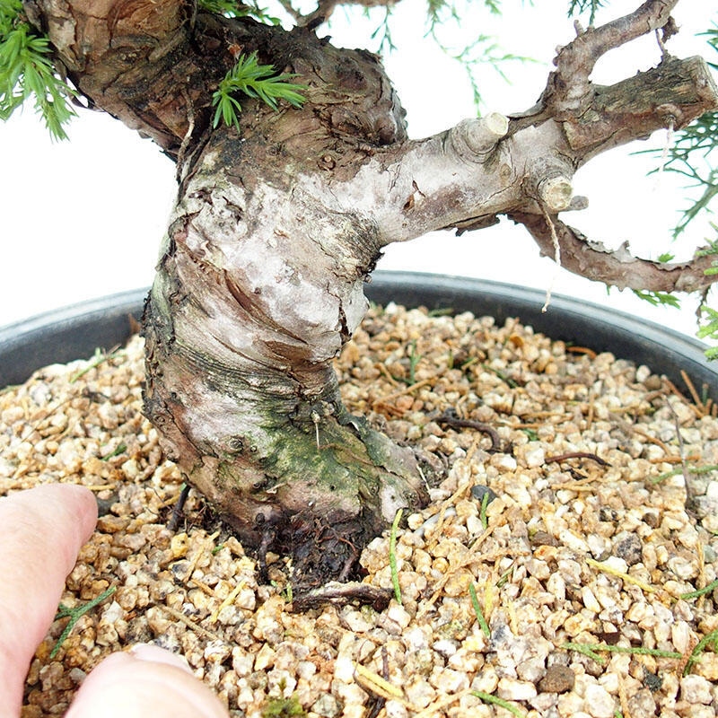 Vonkajšie bonsai - Juniperus chinensis Itoigawa-Jalovec čínsky