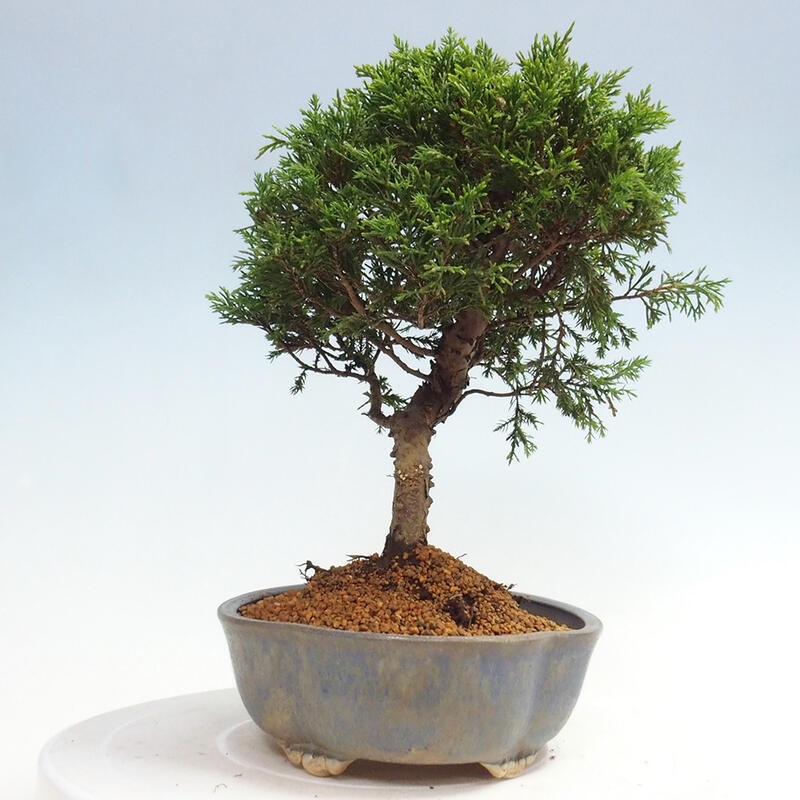 Vonkajší bonsai - Juniperus chinensis Itoigawa -Jalovec čínsky