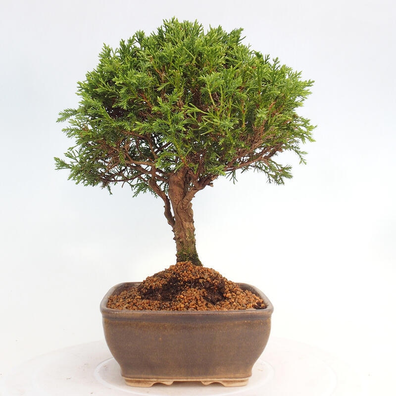 Vonkajší bonsai - Juniperus chinensis Itoigawa -Jalovec čínsky