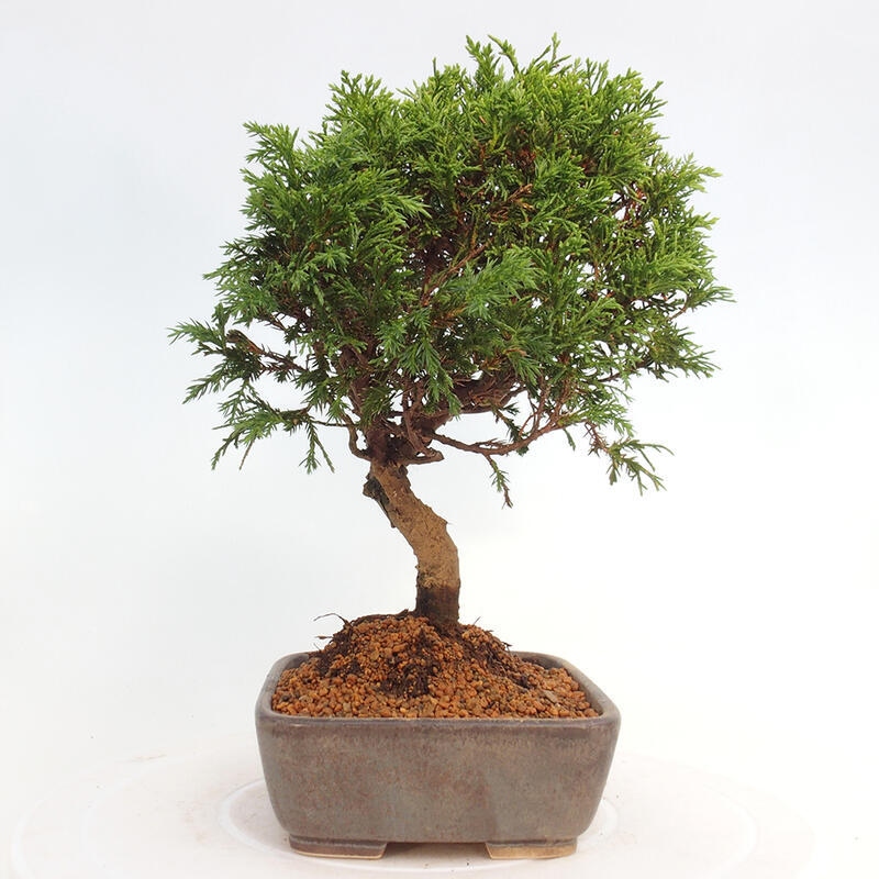 Vonkajší bonsai - Juniperus chinensis Itoigawa -Jalovec čínsky