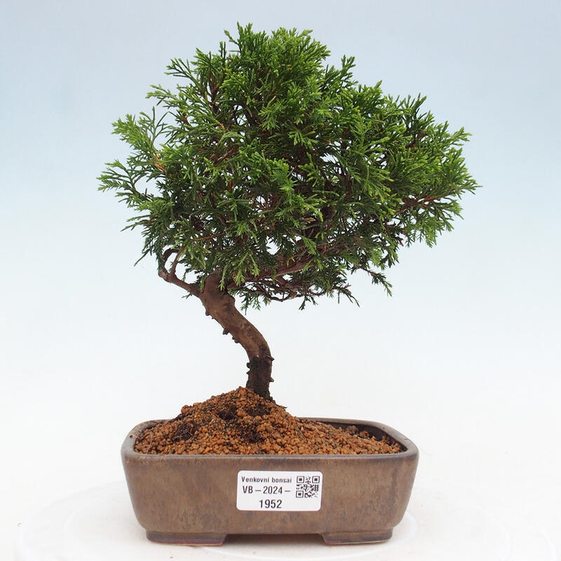 Vonkajší bonsai - Juniperus chinensis Itoigawa -Jalovec čínsky