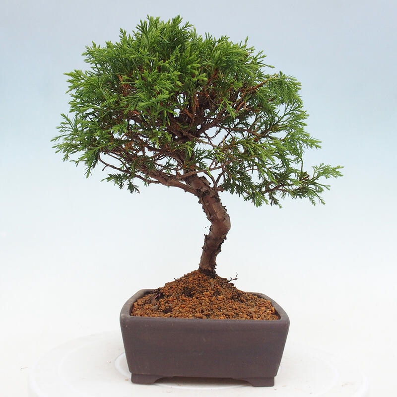Vonkajší bonsai - Juniperus chinensis Itoigawa -Jalovec čínsky