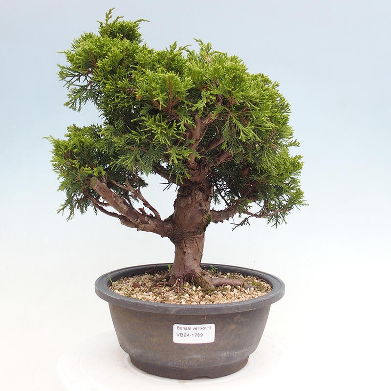 Vonkajší bonsai - Juniperus chinensis Itoigawa -Jalovec čínsky
