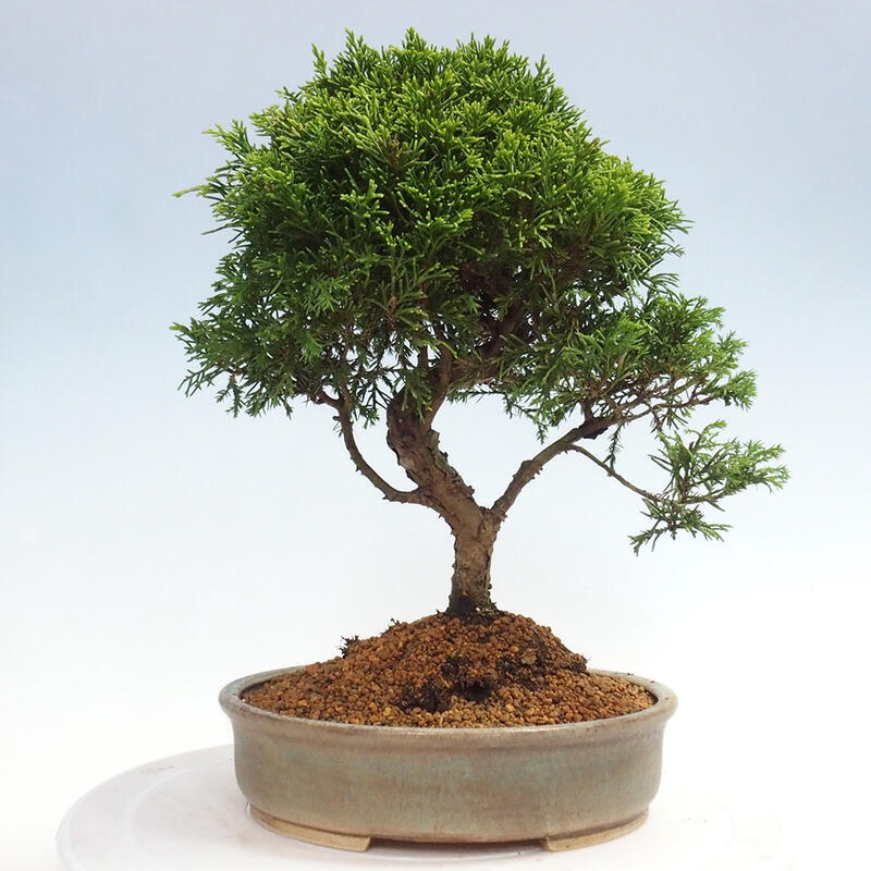 Vonkajší bonsai - Juniperus chinensis Itoigawa -Jalovec čínsky