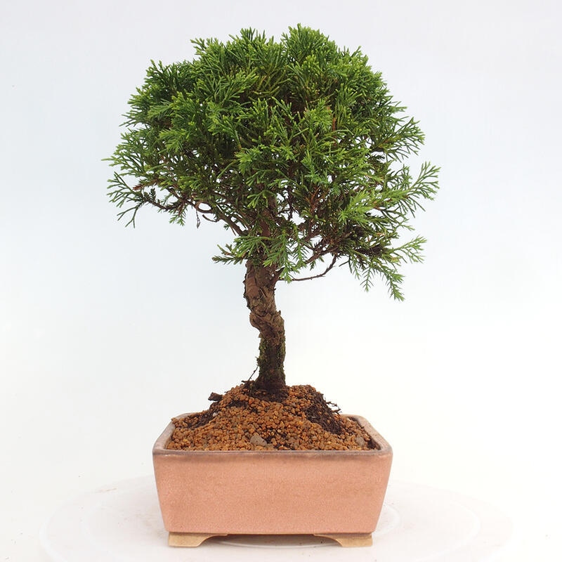 Vonkajší bonsai - Juniperus chinensis Itoigawa -Jalovec čínsky