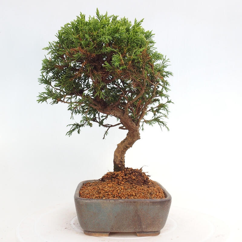 Vonkajší bonsai - Juniperus chinensis Itoigawa -Jalovec čínsky