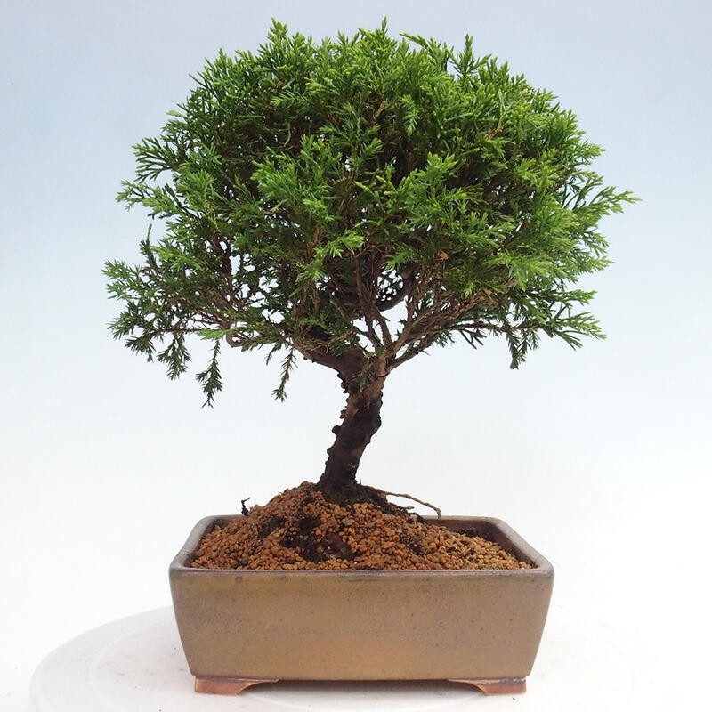 Vonkajší bonsai - Juniperus chinensis Itoigawa -Jalovec čínsky