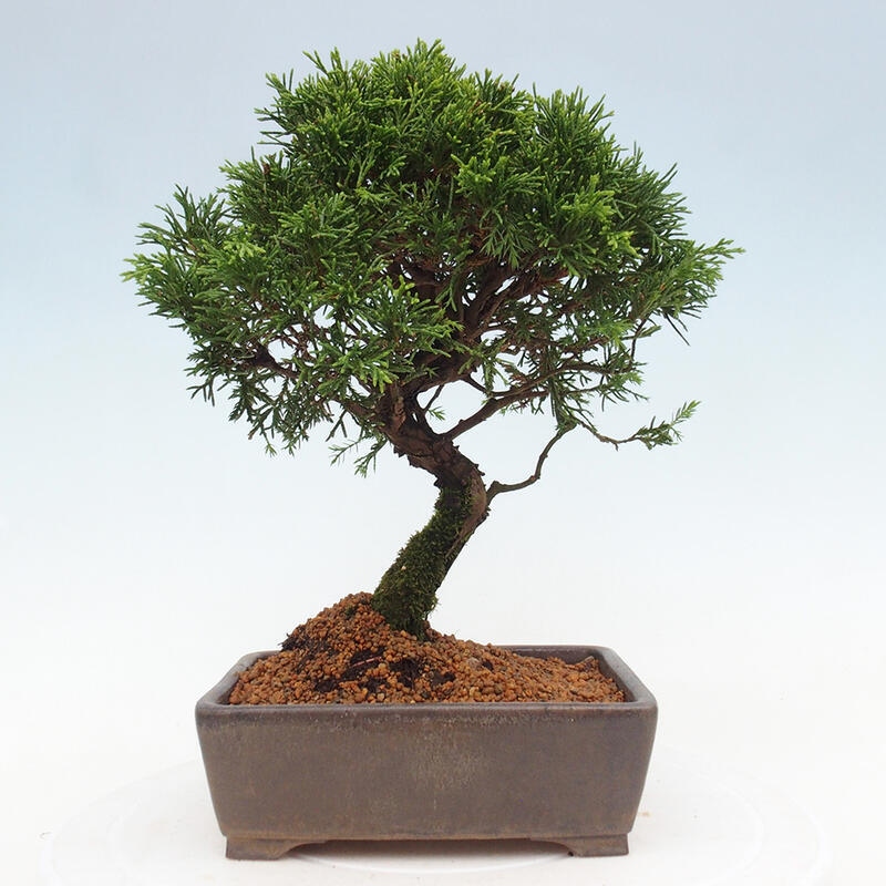 Vonkajší bonsai - Juniperus chinensis Itoigawa -Jalovec čínsky