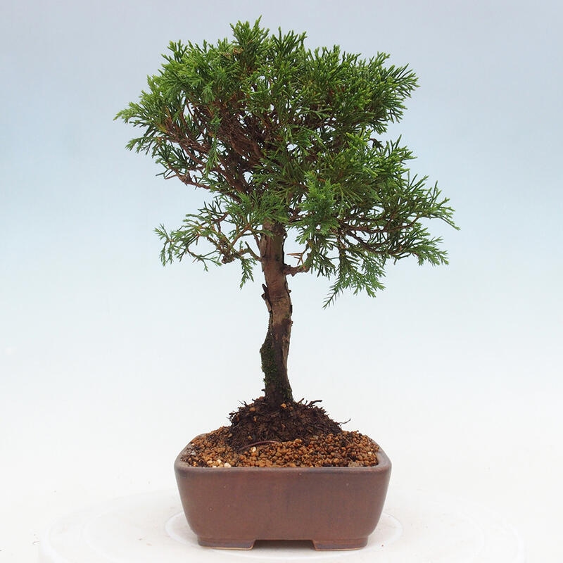 Vonkajší bonsai - Juniperus chinensis Itoigawa -Jalovec čínsky