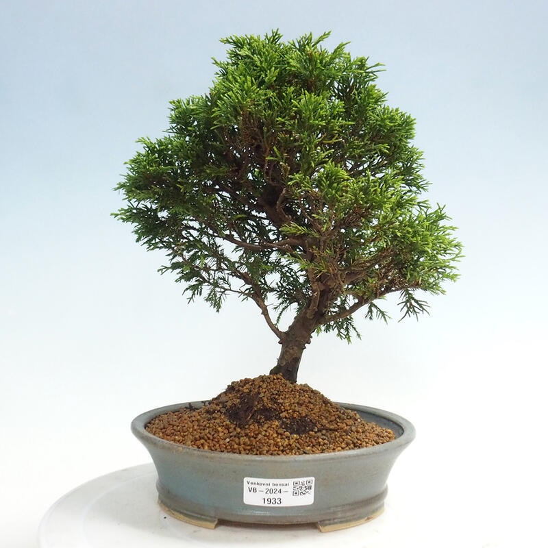 Vonkajší bonsai - Juniperus chinensis Itoigawa -Jalovec čínsky