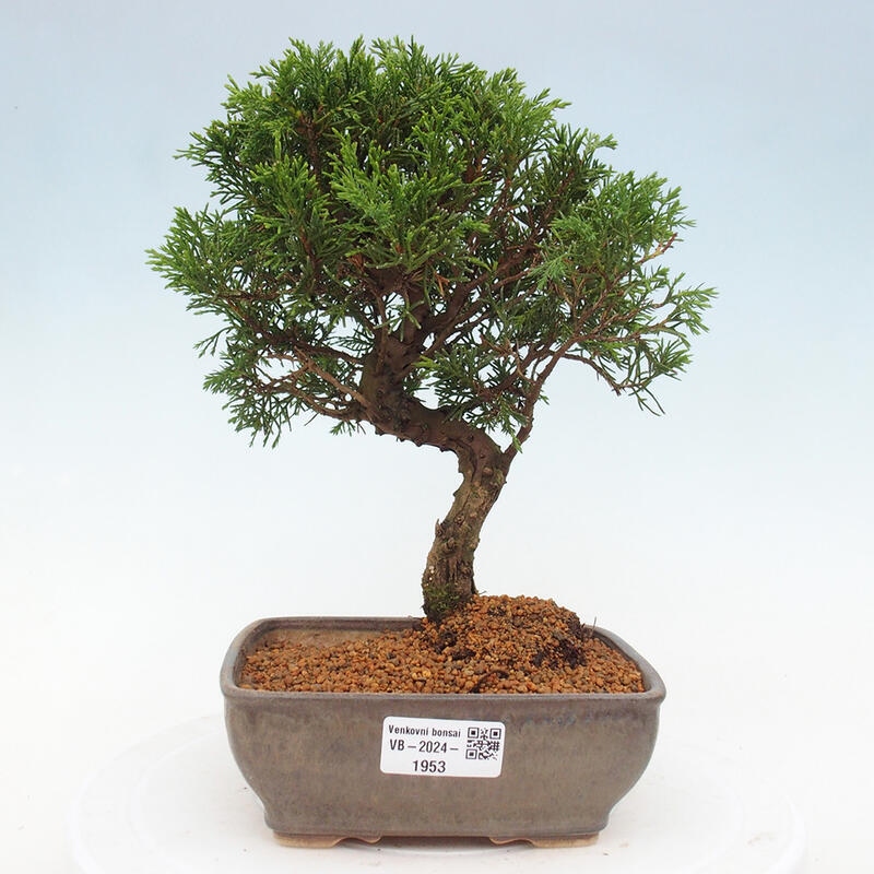 Vonkajší bonsai - Juniperus chinensis Itoigawa -Jalovec čínsky