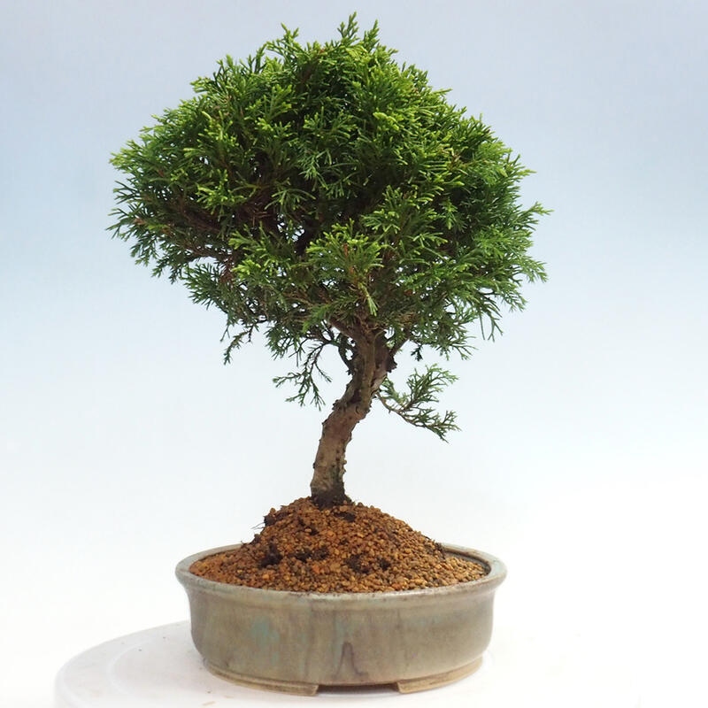 Vonkajší bonsai - Juniperus chinensis Itoigawa -Jalovec čínsky