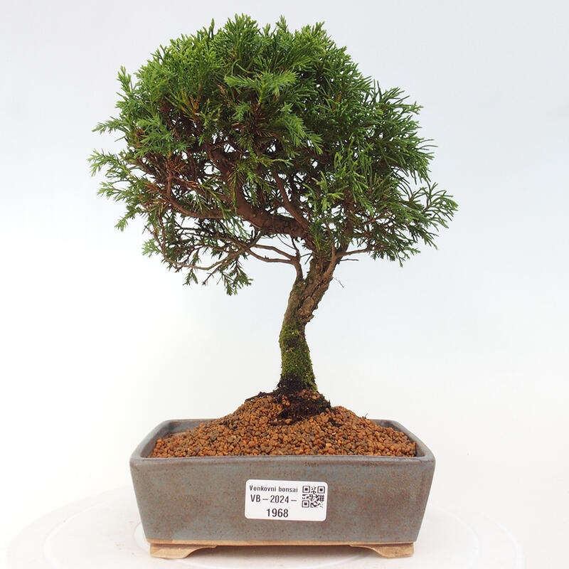 Vonkajší bonsai - Juniperus chinensis Itoigawa -Jalovec čínsky
