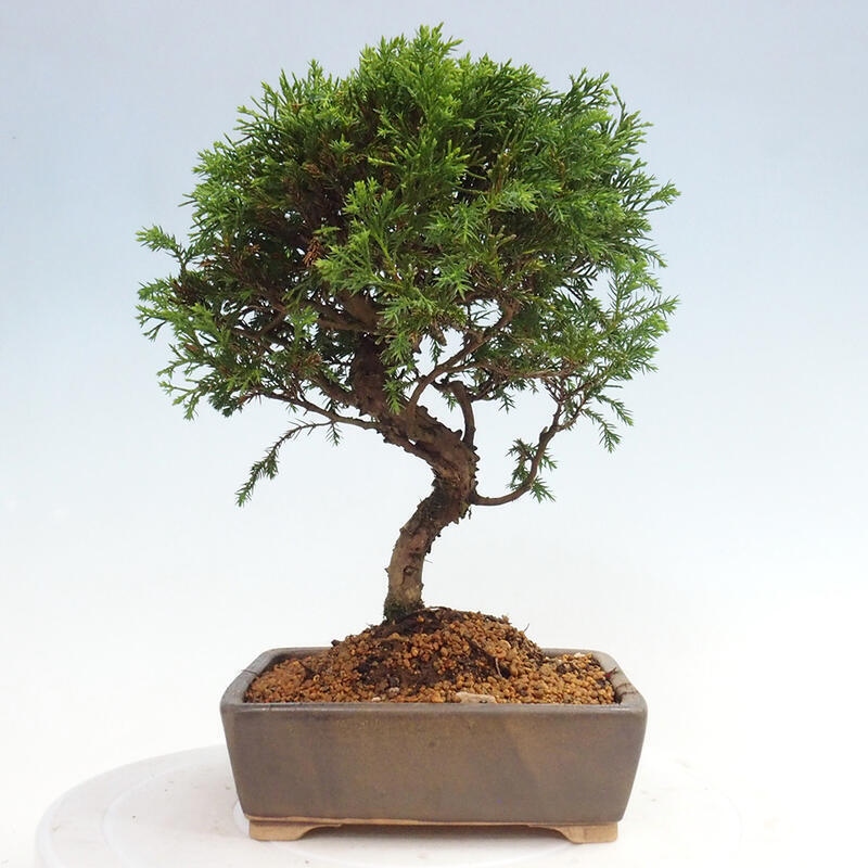 Vonkajší bonsai - Juniperus chinensis Itoigawa -Jalovec čínsky