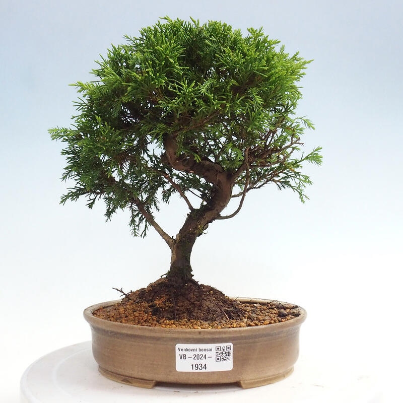 Vonkajší bonsai - Juniperus chinensis Itoigawa -Jalovec čínsky