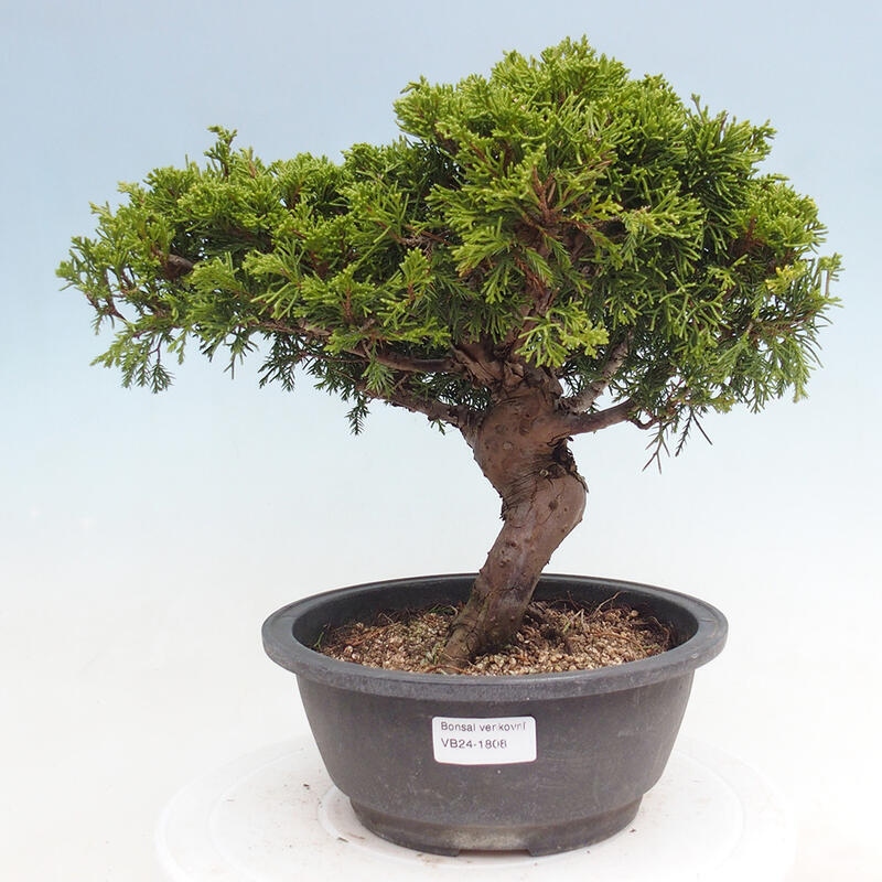 Vonkajší bonsai - Juniperus chinensis Itoigawa -Jalovec čínsky