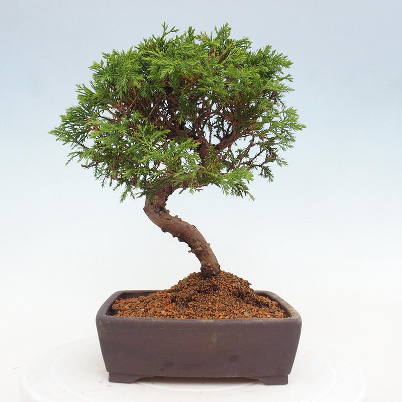 Vonkajší bonsai - Juniperus chinensis Itoigawa -Jalovec čínsky